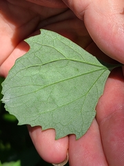 Chenopodium album