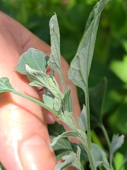Chenopodium album