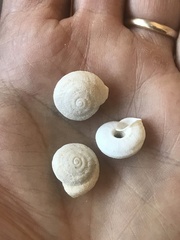 Sphincterochila cariosa