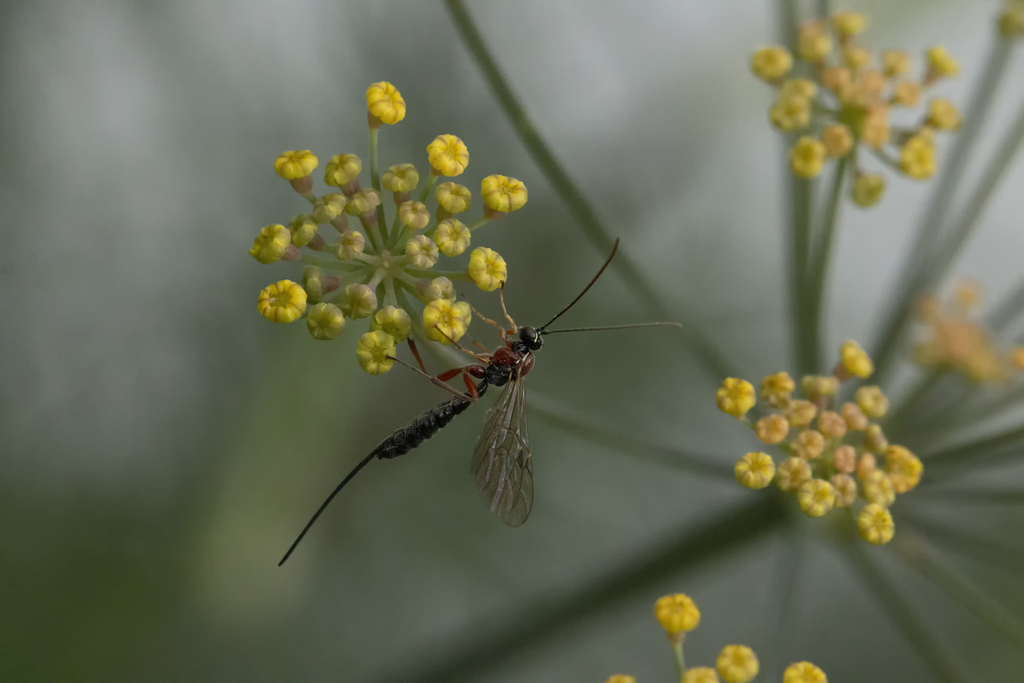 Ichneumonid wasp