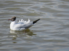 Chroicocephalus ridibundus