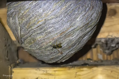 Dolichovespula media