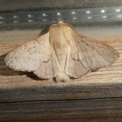 Phyllodesma suberifolia