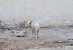 Canis familiaris