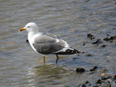 Larus fuscus