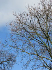 Platanus × hispanica