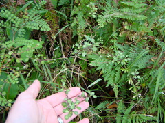 Coprosma tenuicaulis