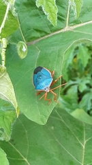 Edessa rufomarginata