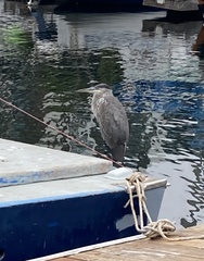 Ardea herodias