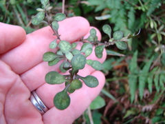 Coprosma tenuicaulis