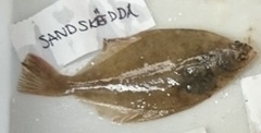Limanda limanda