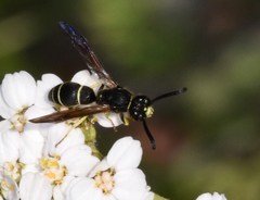 Ancistrocerus albolacteus