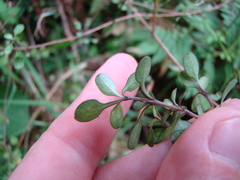 Coprosma tenuicaulis