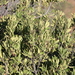 photo of Western Coastal Wattle (Acacia cyclops)