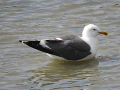 Larus fuscus