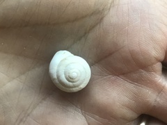 Sphincterochila aharonii