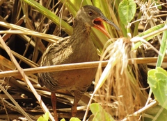 Rallus longirostris