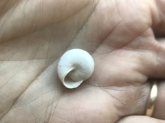 Sphincterochila aharonii