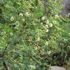 Mimosa aculeaticarpa biuncifera