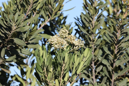 photo of Toyon (Heteromeles arbutifolia)