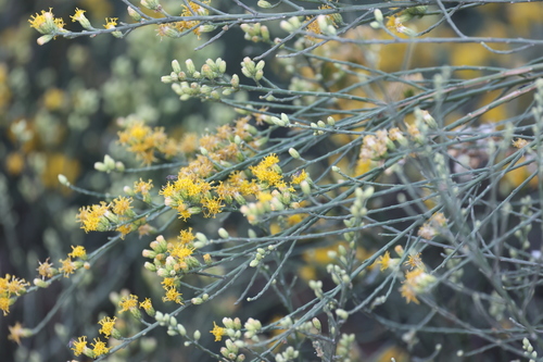 photo of California Broomsage (Lepidospartum squamatum)