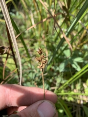 Carex echinata echinata