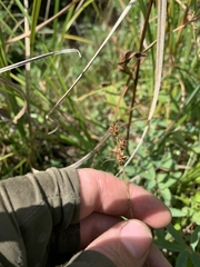 Carex echinata echinata