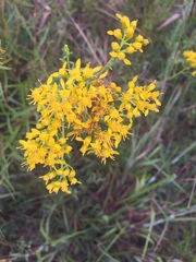 Solidago nitida