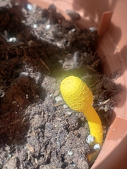 Leucocoprinus birnbaumii image