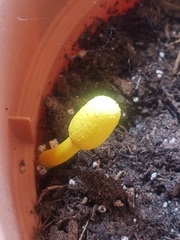 Leucocoprinus birnbaumii image