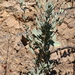photo of Bush Poppy (Dendromecon rigida)