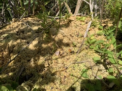 Carex echinata echinata