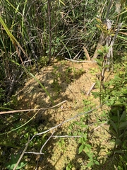 Carex echinata echinata