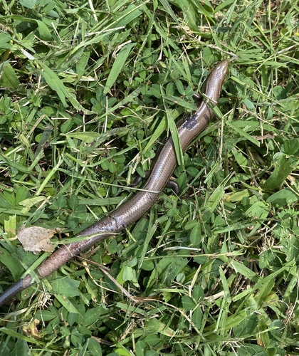 Southern Prairie Skink