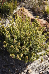 Campylostachys cernua