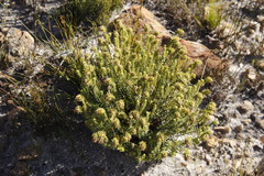 Campylostachys cernua