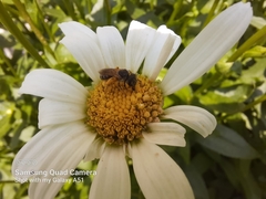 Halictus ligatus