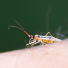 Hyaliodes harti