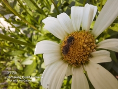 Halictus ligatus