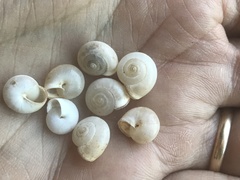 Monacha obstructa