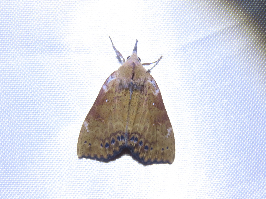 Ipnista