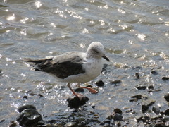 Larus fuscus