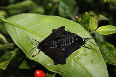 Saurita