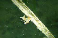 Bunodeopsis