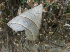 Colobochyla salicalis
