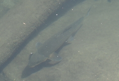 Catostomus macrocheilus