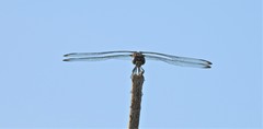 Dythemis velox