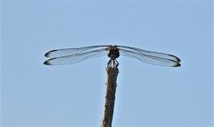Dythemis velox