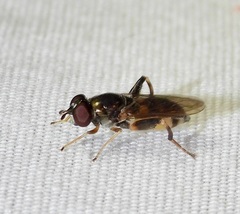 Chalcosyrphus metallicus