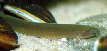 Loche kuhli noire (Pangio oblonga)